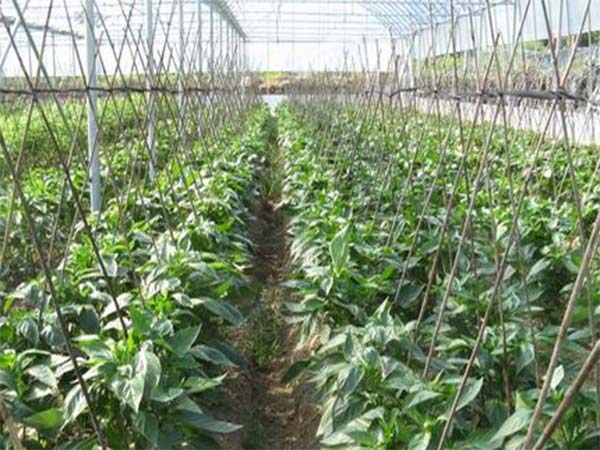 黃岡蔬菜大棚價格